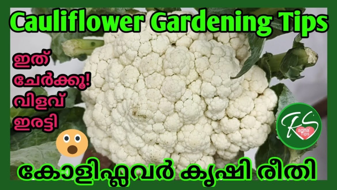 Cauliflower gardening tips |കോളിഫ്ലവർ കൃഷിരീതി| കോളിഫ്ലവർ നമുക്കും കൃഷിചെയ്യാം Cauliflower gardening tips |കോളിഫ്ലവർ കൃഷിരീതി| കോളിഫ്ലവർ നമുക്കും കൃഷിചെയ്യാം
