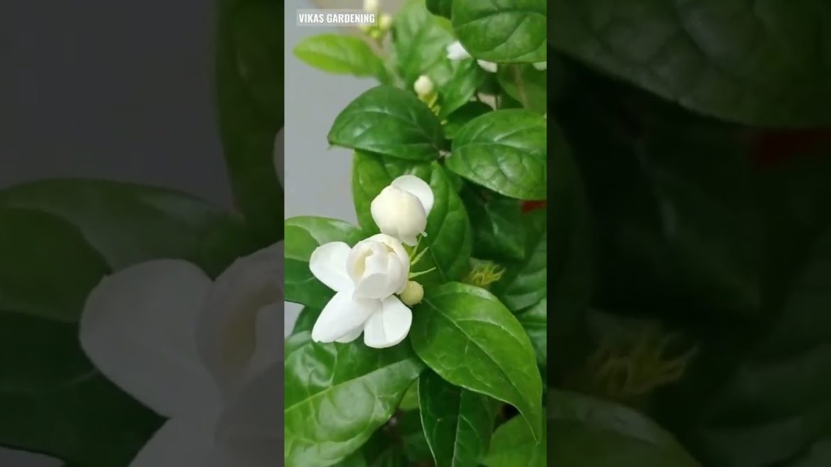 Mogra beautiful flower | fragrance plant | Vikas Gardening | #shorts #mogra #jasmine Mogra beautiful flower | fragrance plant | Vikas Gardening | #shorts #mogra #jasmine