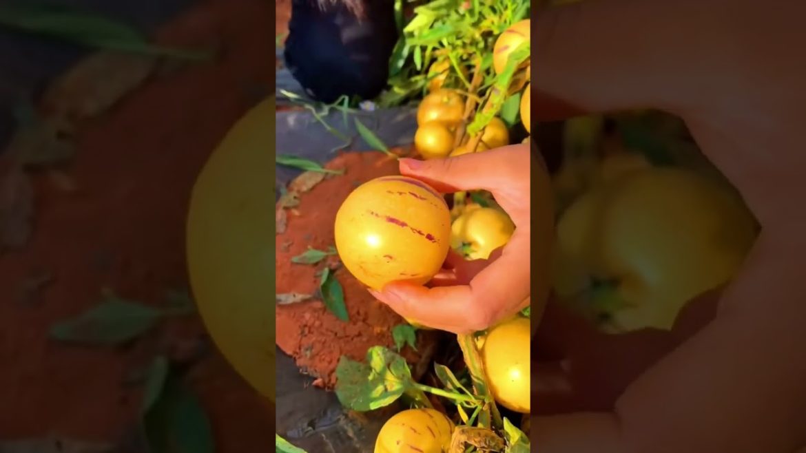Pepino fruit farm