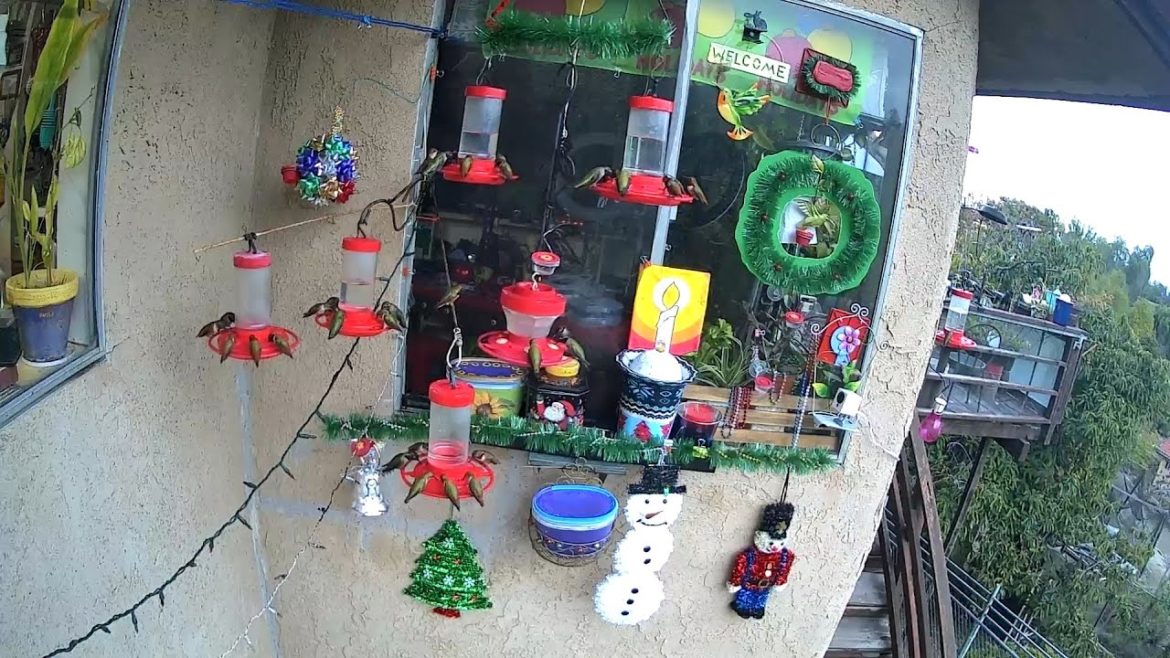 LIVE 100’s of Hummingbirds & Us Wish you a very happy new year and a wonderful 2023 garden season