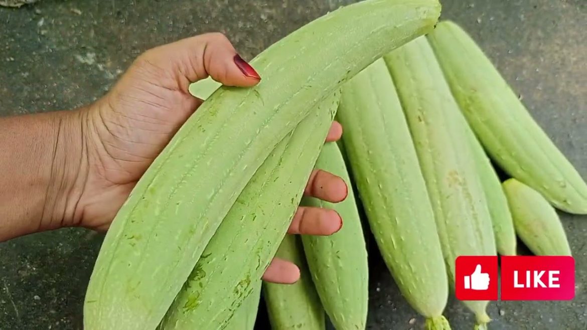 Awesome vegetable gardening result,  Fresh vegetables (বাগানের সতেজ/ তাজা সবজি)
