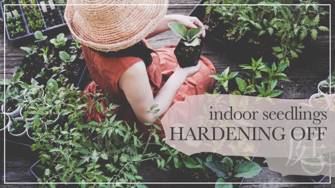 HARDENING OFF SEEDLINGS | prepare for Balcony garden & Backyard garden | slow living silent vlog