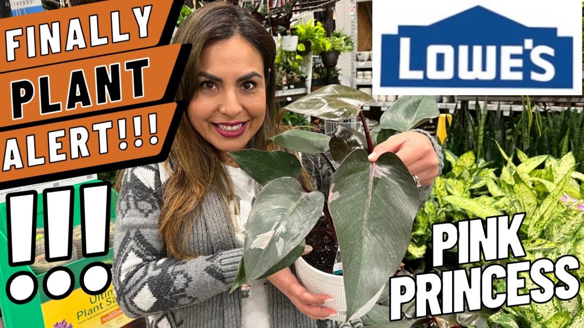 BIG BOX ALERT!!! PINK PRINCESS PHILODENDRON/CHAMELEON ZZ/Finally at Lowe’s from Costa Farms BIG BOX ALERT!!! PINK PRINCESS PHILODENDRON/CHAMELEON ZZ/Finally at Lowe’s from Costa Farms