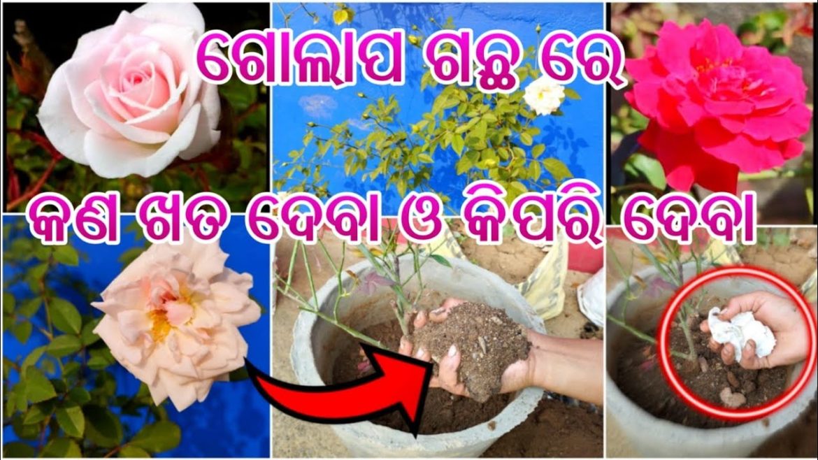 ଗୋଲାପ🌹ଗଛ ରେ କଣ ଖତ ଦେବା କିପରି ଯତ୍ନ ନେବା/🌷Rose plant fertilizer care tips for flowering/Odia Gardening ଗୋଲାପ🌹ଗଛ ରେ କଣ ଖତ ଦେବା କିପରି ଯତ୍ନ ନେବା/🌷Rose plant fertilizer care tips for flowering/Odia Gardening