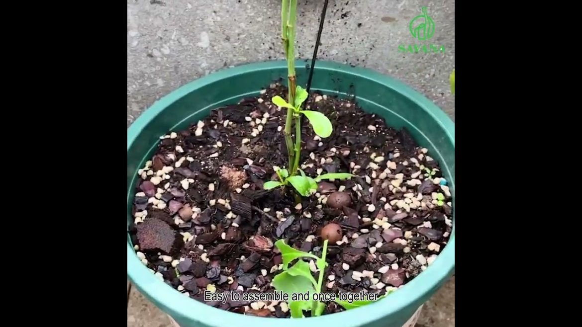 Garden Tips For A Better-Looking Garden