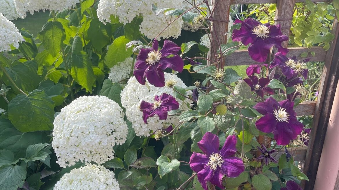 Ilkeston Garden Design, Landscape & After Pictures 2019 - 2022