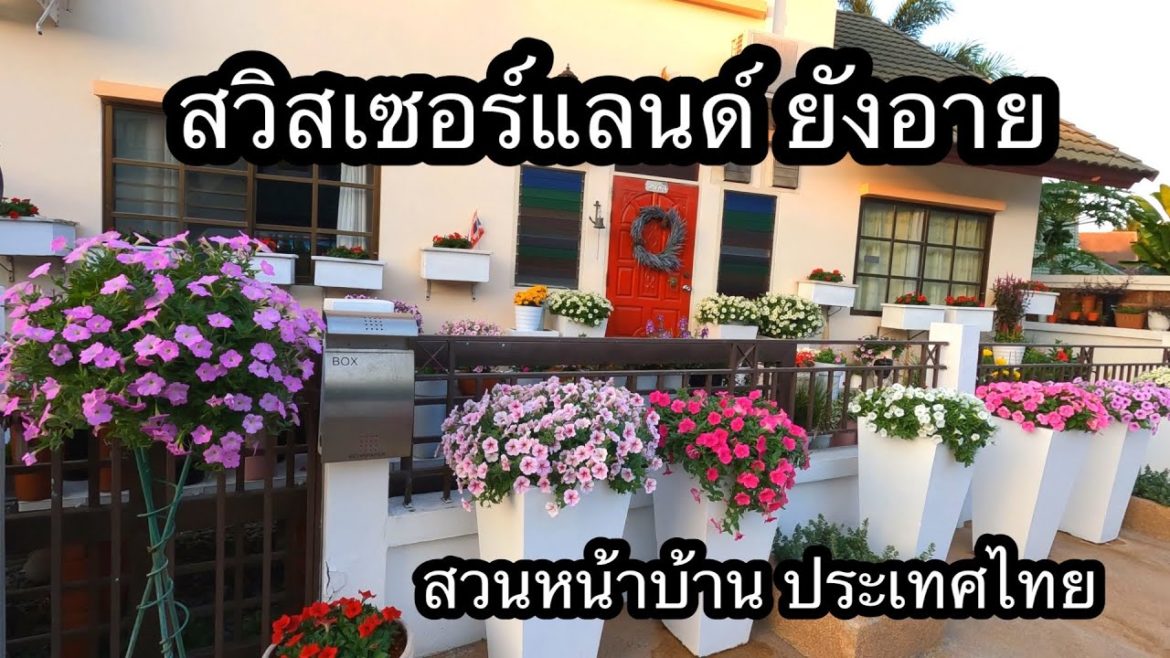 จัดสวนหน้าบ้าน แบบสวิสเซอร์แลนด์ ที่เต็มไปด้วยดอกไม้สวยๆ by @mr.flowers จัดสวนหน้าบ้าน แบบสวิสเซอร์แลนด์ ที่เต็มไปด้วยดอกไม้สวยๆ by @mr.flowers