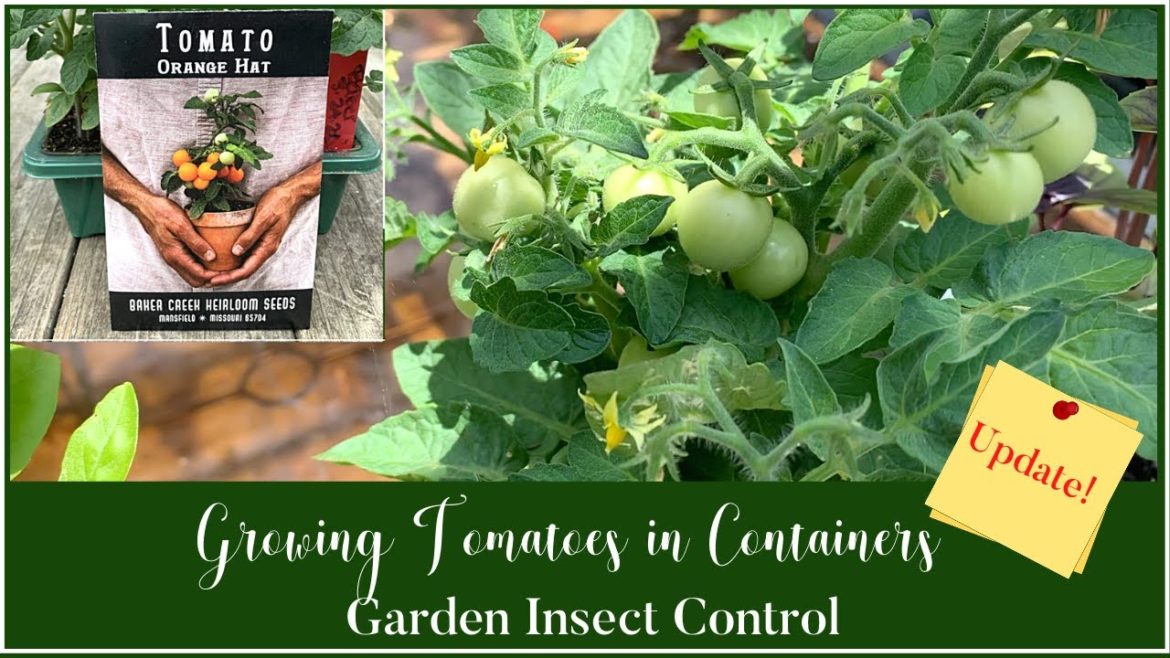 Growing Tomatoes in Containers UPDATE!|Garden Insect Control|Container Gardening