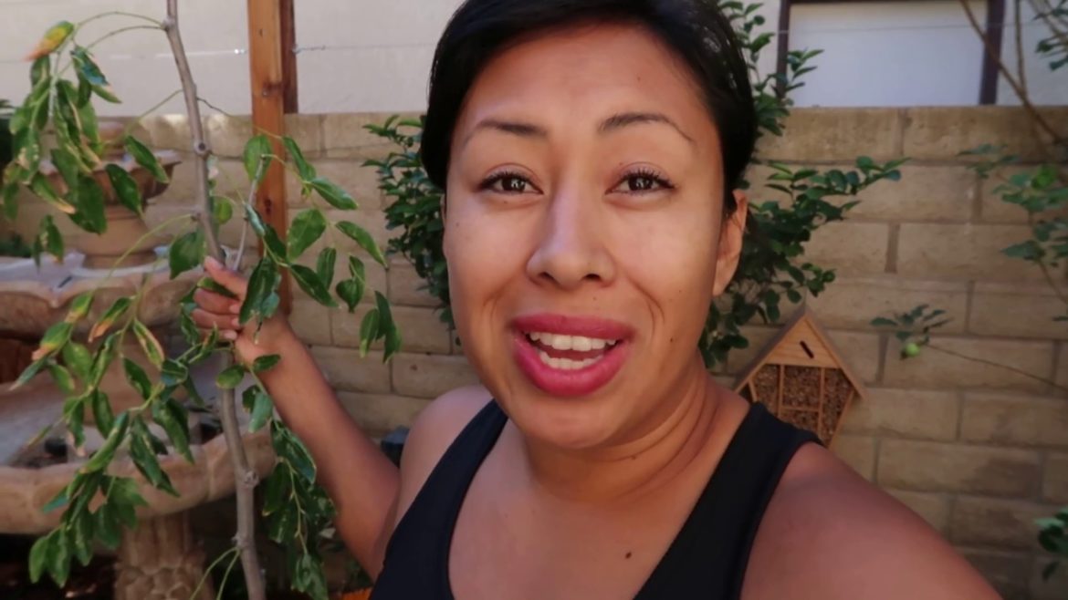 My new Addition to my garden 《Jujube Fruit Tree》Container Gardening