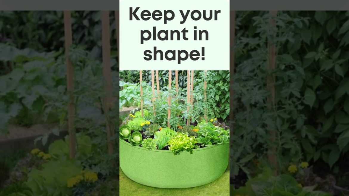 The best fabric garden beds to grow vegetable #shorts