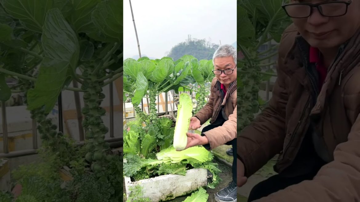 Grandpa on rooftop garden