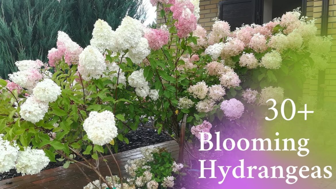 Blooming hydrangeas in the most beautiful gardens.