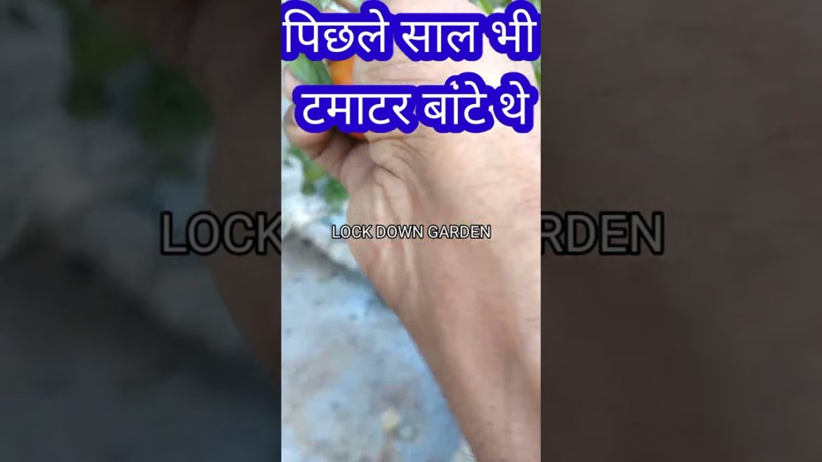 छत पर टमाटर🍅🍅🍅 उगाने का सबसे आसान तरीका/How to grow tomato Vegetables #shorts@Terrace and Gardening