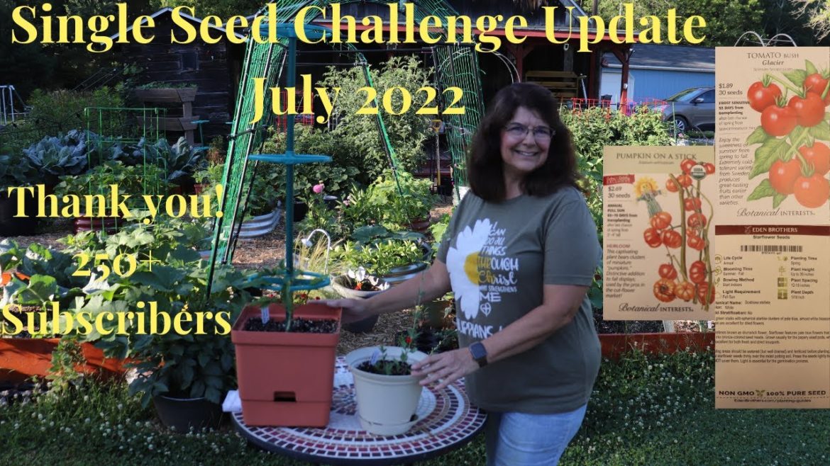 Single Seed Challenge 2022 July Update // Gardening at the Simongetti North