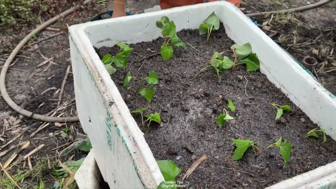 Chameleon Plants Grown In Soil. Chameleon Plants Grown In Soil.