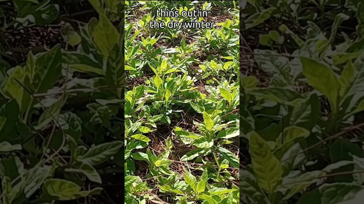 #shorts Add This Plant To Your Edible Landscape # 3 of 9