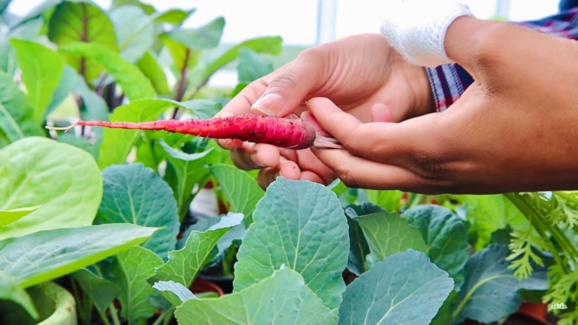 Plans for the Garden and Carrot Harvesting | SDA COUNTRY LIVING