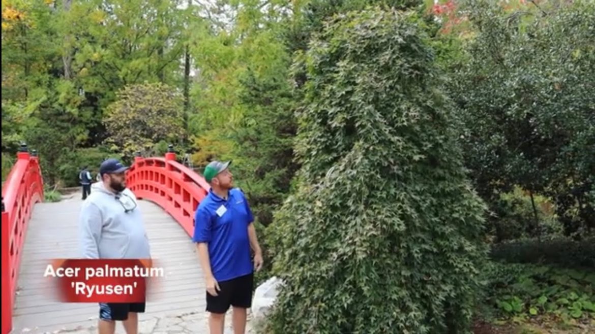 Acer palmatum 'Ryusen' | Rare Weeping Japanese Maple | MrMaple Clips 🍁