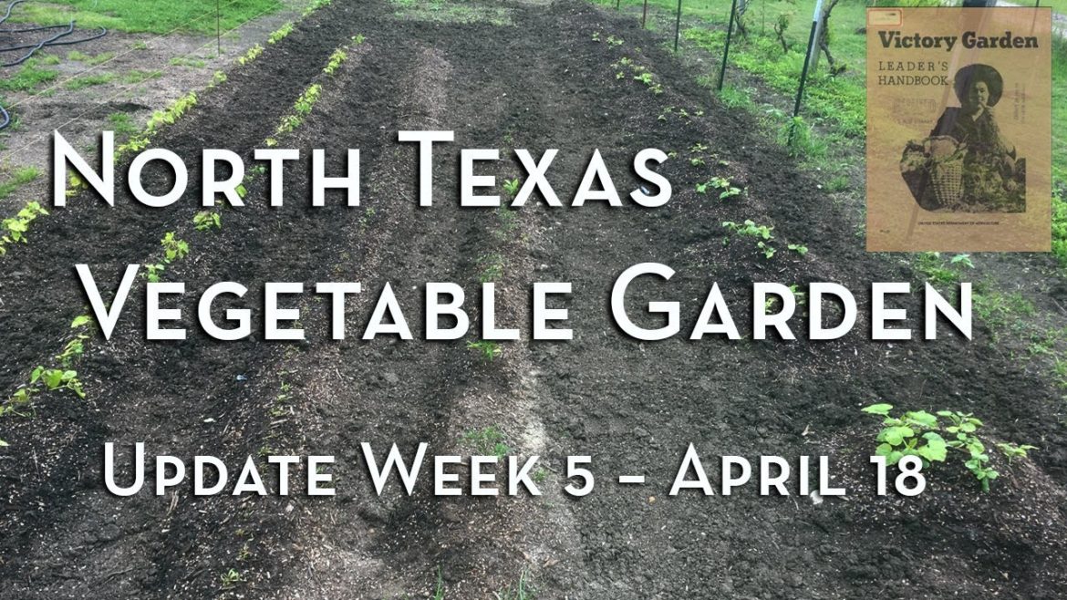 North Texas Vegetable Garden Update Week 5 - April 18 - Victory Garden 1943