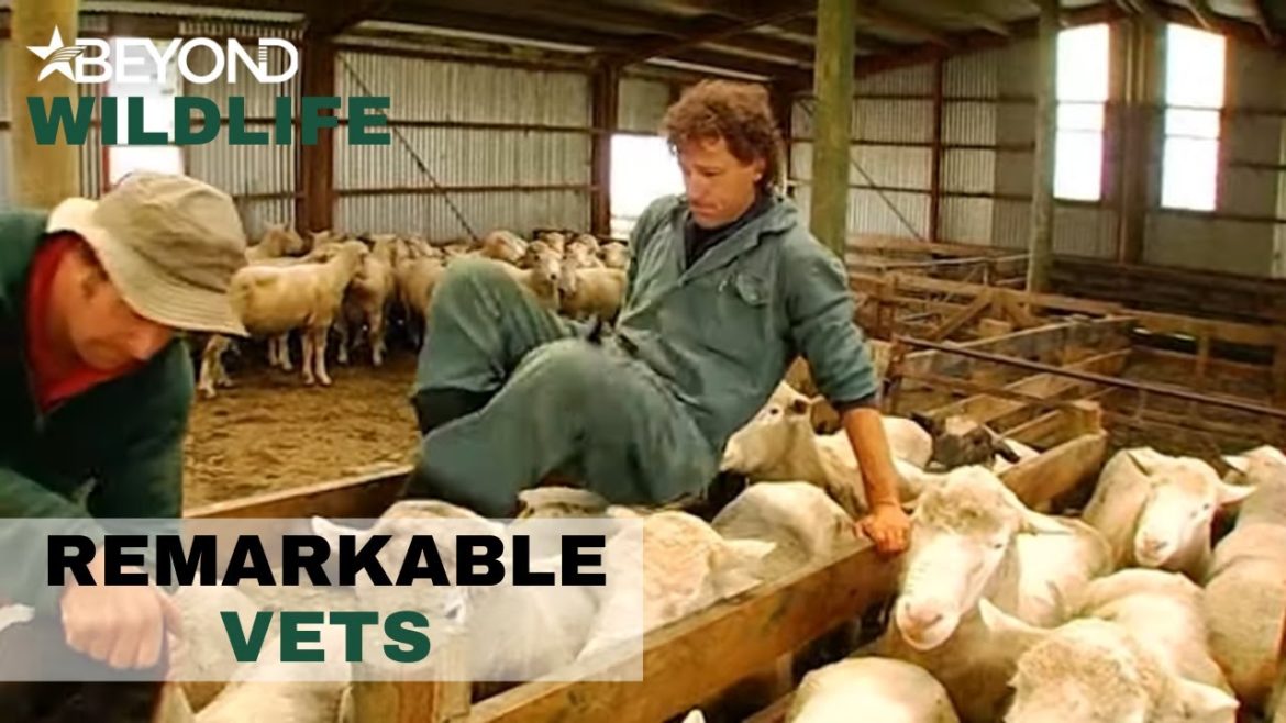 60 Rams Are Super Keen For The Vets Visit | Remarkable Vets | S2E03 | Beyond Wildlife 60 Rams Are Super Keen For The Vets Visit | Remarkable Vets | S2E03 | Beyond Wildlife