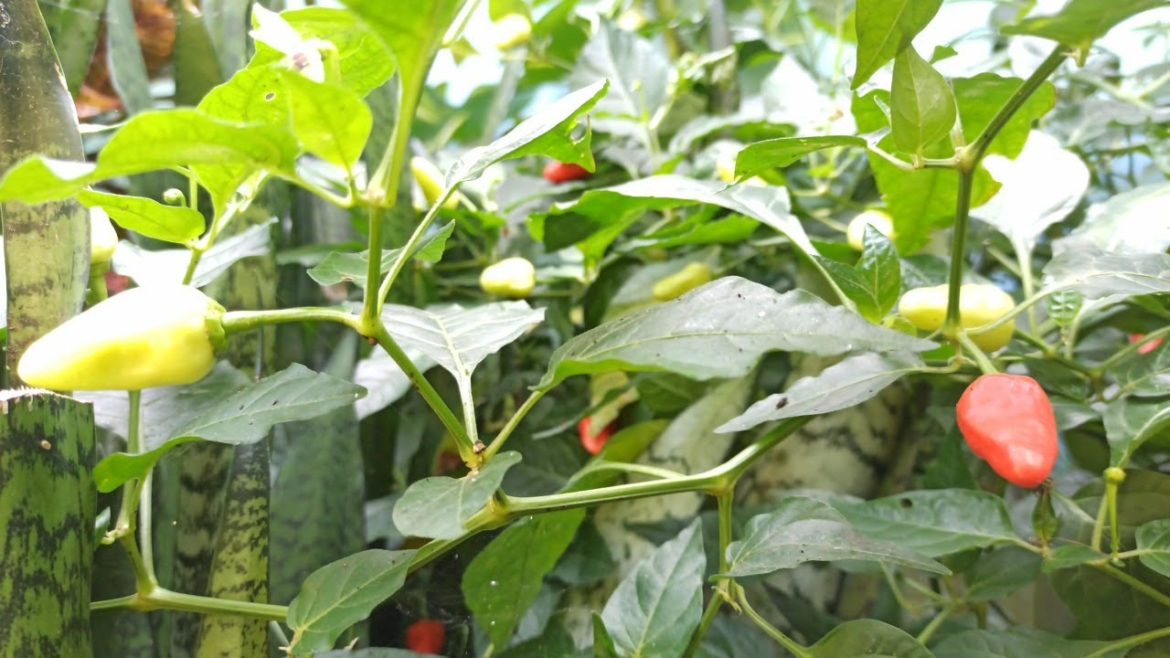 Harvesting Wild Chilies at the Backyard Garden