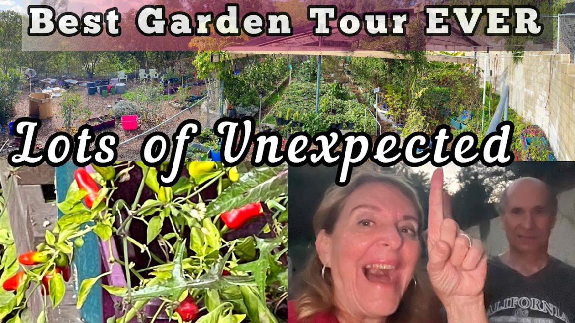 FULL Winter Garden Tour Like NO Other! Container Gardening Growing Vegetables Vertical Kale Eggplant FULL Winter Garden Tour Like NO Other! Container Gardening Growing Vegetables Vertical Kale Eggplant
