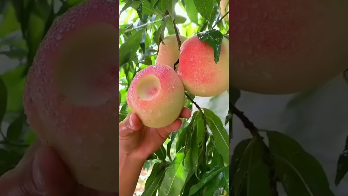 oddly modern farm high quality satisfying cutting#shorts #satisfying #oddlysatisfying