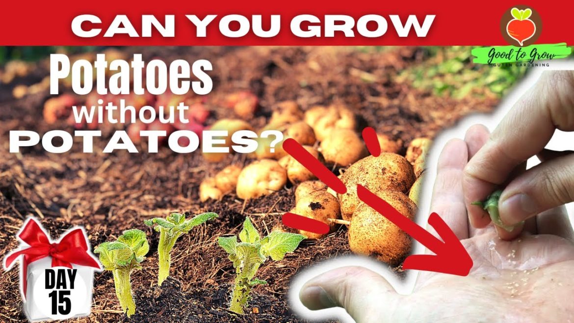 You DON'T Need Seed Potatoes to Grow Potatoes - and it's DAY 15 of our 31 Days of Giving