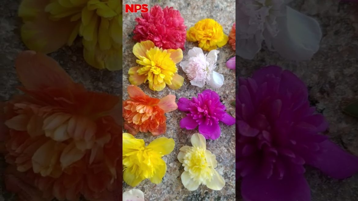 Portulaca - Table Rose - Pathumani - Cindrella 20 Colors Online Sale - Whatsapp : 8248414402