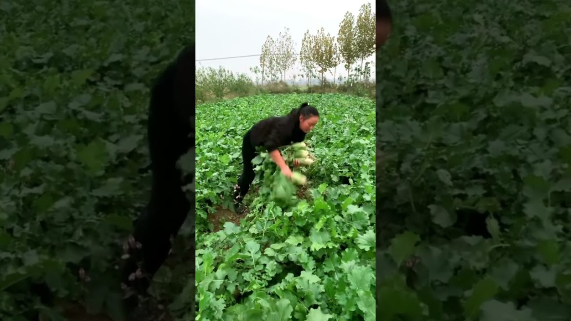 Harvest green Radish tuber