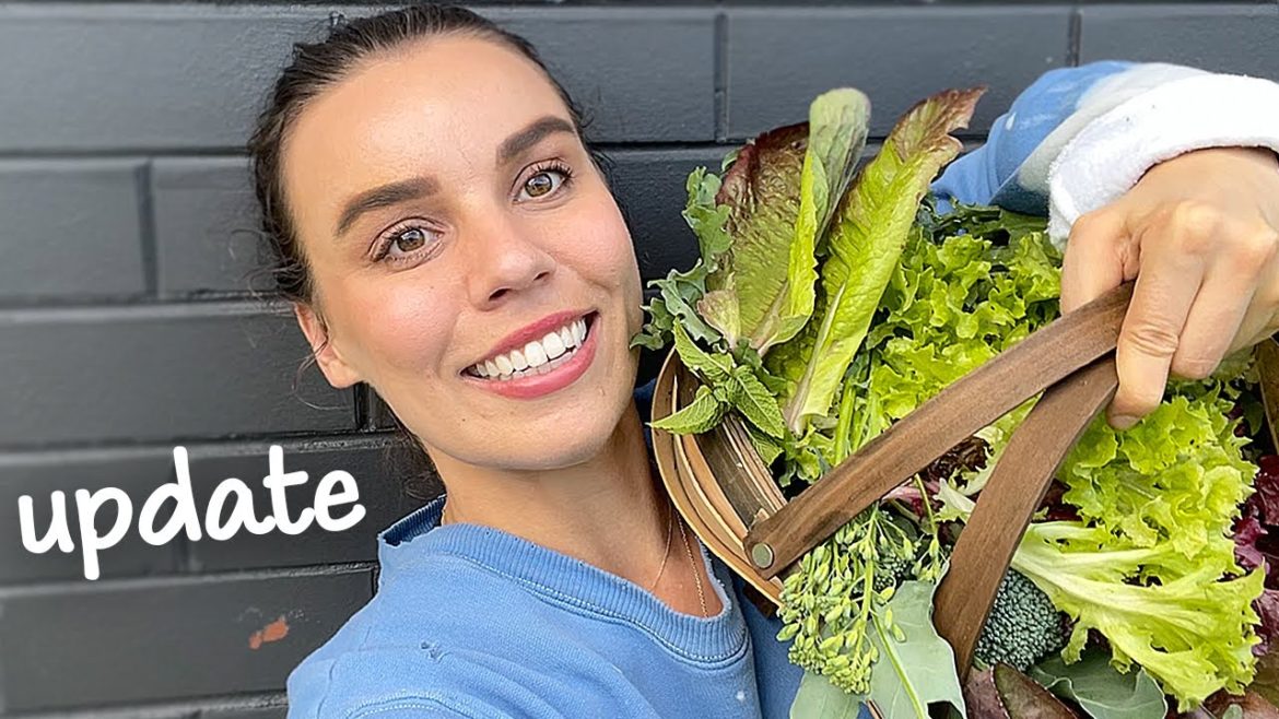 Garden tour and update - Summer harvesting ☀️