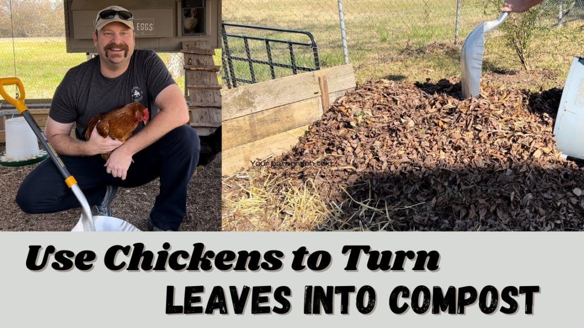 Using Chickens to Turn Leaves into COMPOST Using Chickens to Turn Leaves into COMPOST