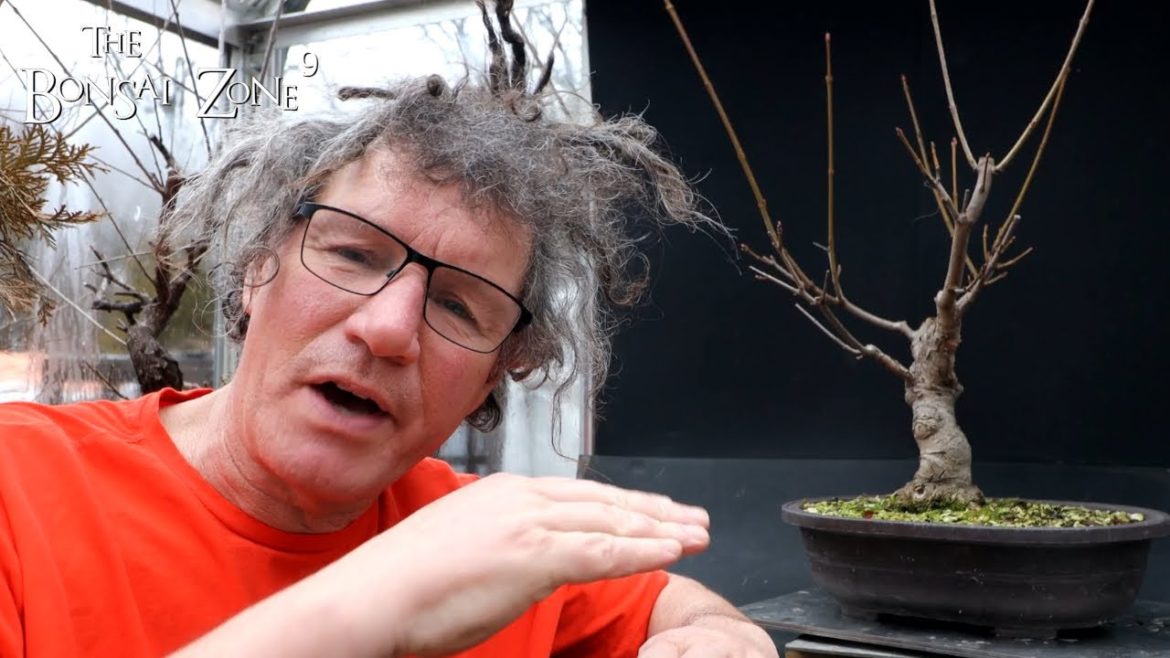 Pruning My Norway Maple Bonsai, The Bonsai Zone, Dec 2022