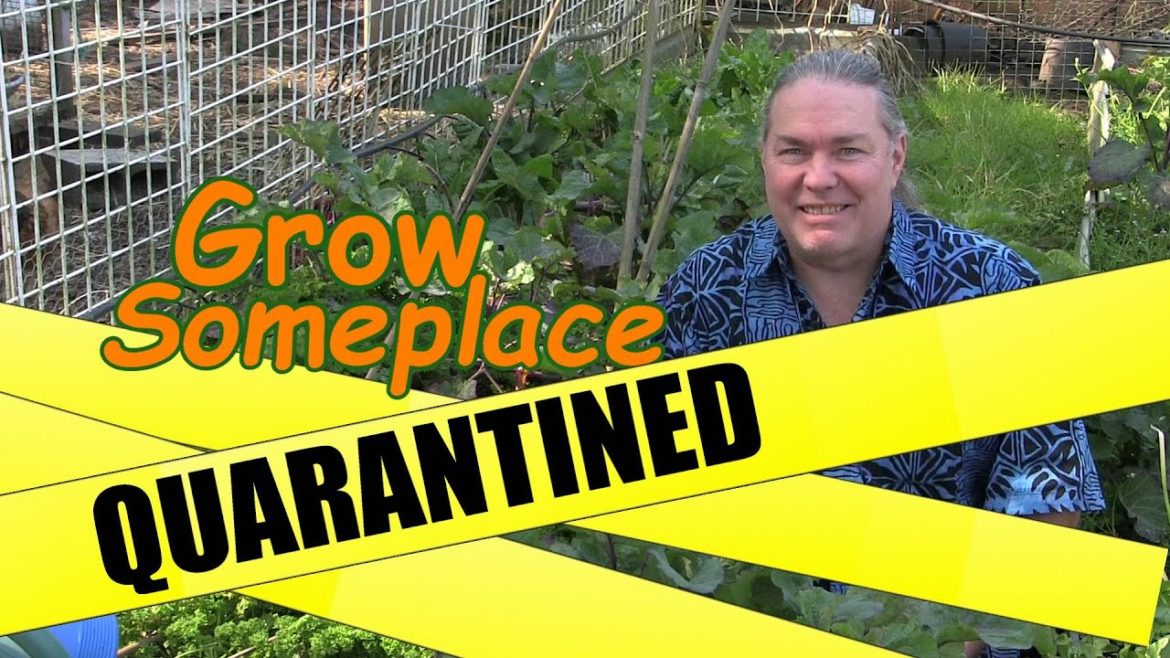 Victory Gardens, Quarantine, and John Fowkes in Grow Someplace Gardening in Washington State 98277