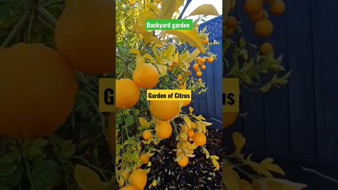 #citrusfruits  #garden of paradise  #backyardgarden  #california