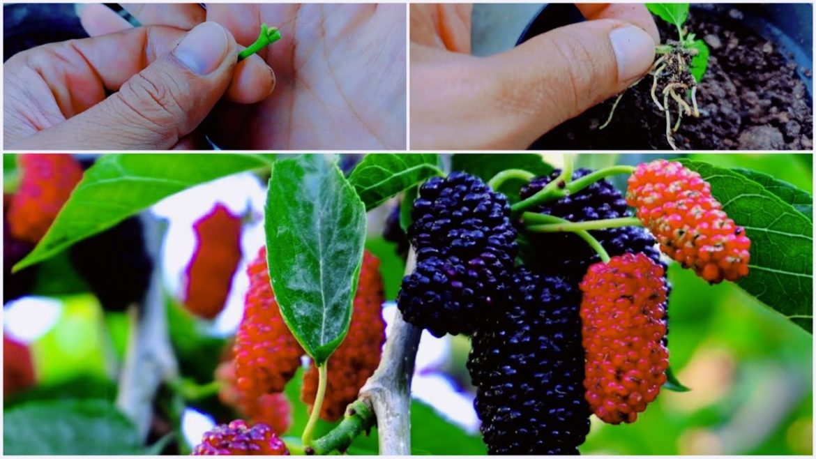 Gardening tips. An easy way to grow mulberries by cuttings#tips #gardening #garden #gardenhouse Gardening tips. An easy way to grow mulberries by cuttings#tips #gardening #garden #gardenhouse