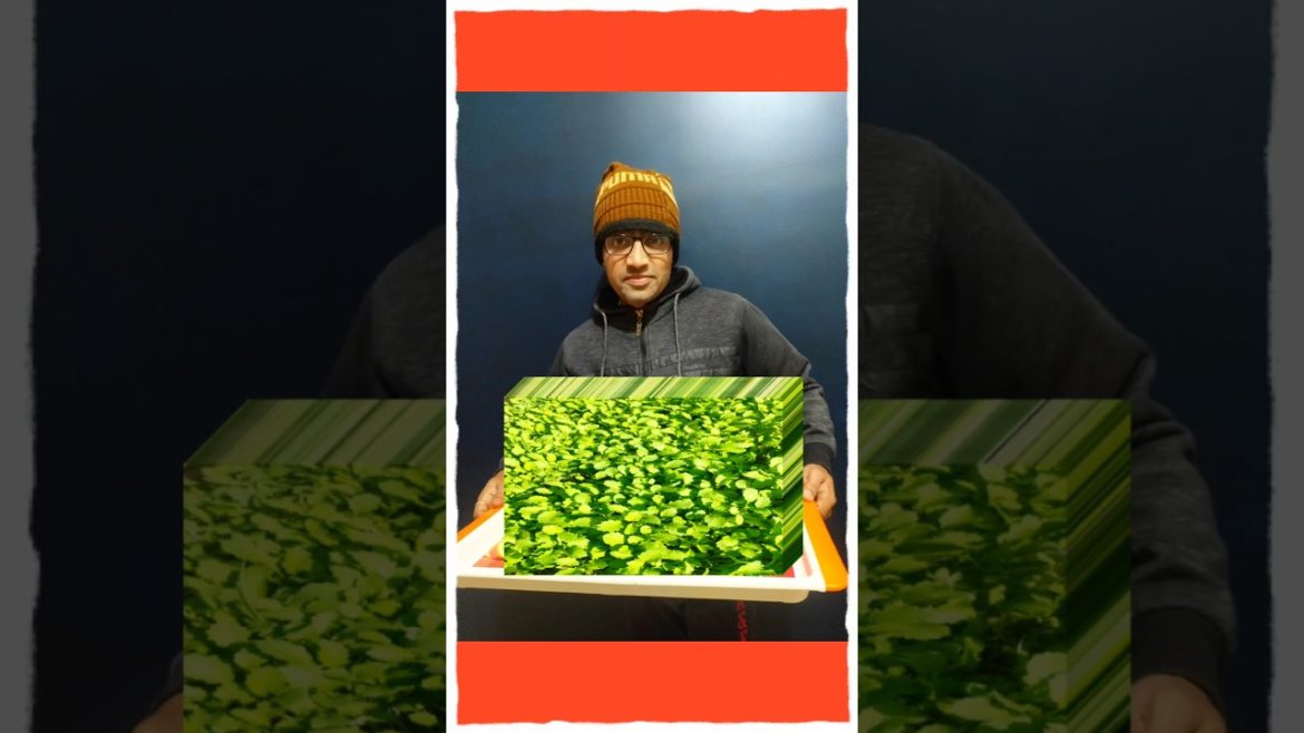 #shorts#gardening tips & techniques at home#garden ideas care & Microgreens ready to kitchen #shorts#gardening tips & techniques at home#garden ideas care & Microgreens ready to kitchen