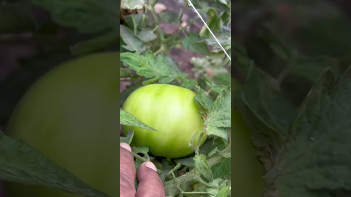 ऐसे बाँधा इनको