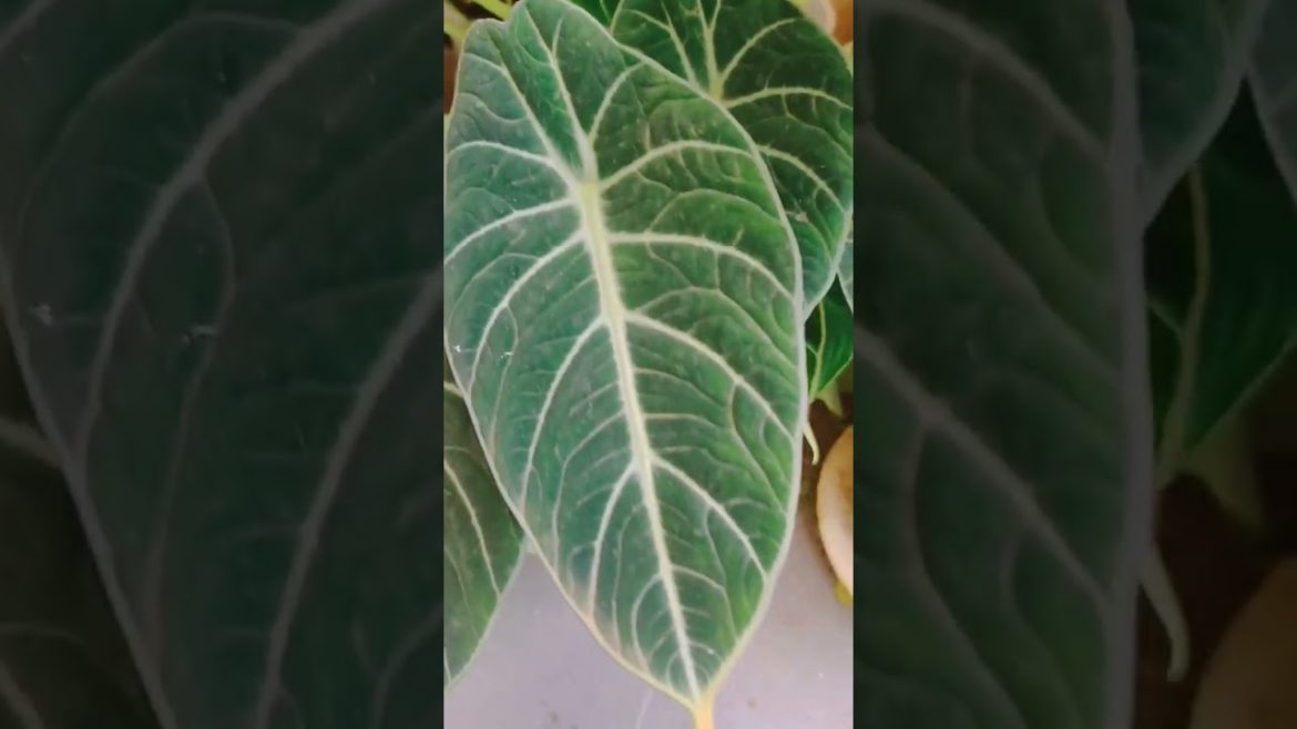 Black velvet alocasia. Plant wishlist for 2023. ☺️💚🌱🌿🙏 #plants #gardening #shorts