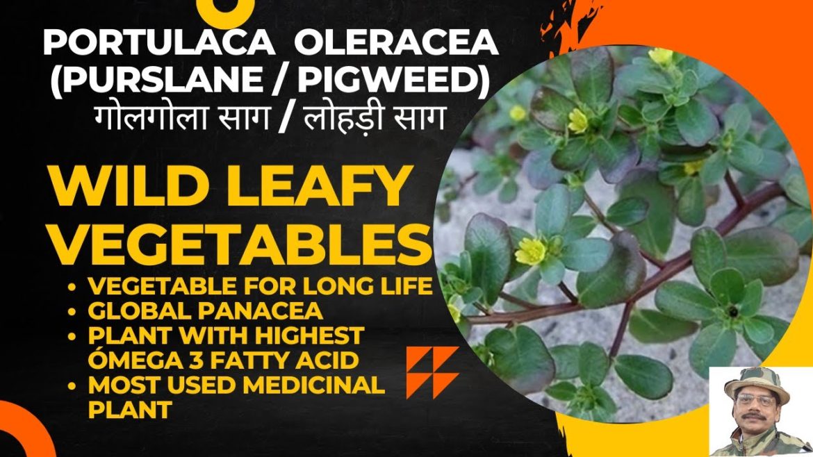 Purslane/Pigweed – Global Panacea/वैश्विक रामबाण Purslane/Pigweed - Global Panacea/वैश्विक रामबाण