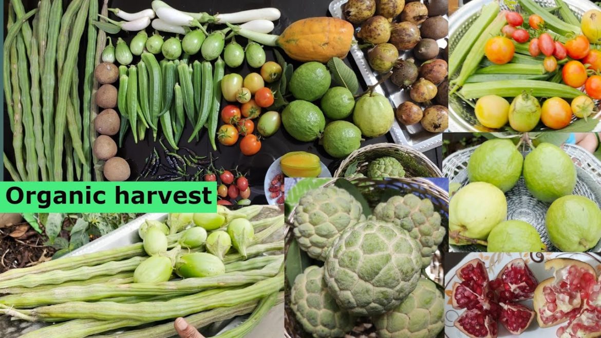 Fruits&vegetables harvest #terracegarden#gardening #organic #fruit #vegetables @mymomsterracegarden Fruits&vegetables harvest #terracegarden#gardening #organic #fruit #vegetables @mymomsterracegarden