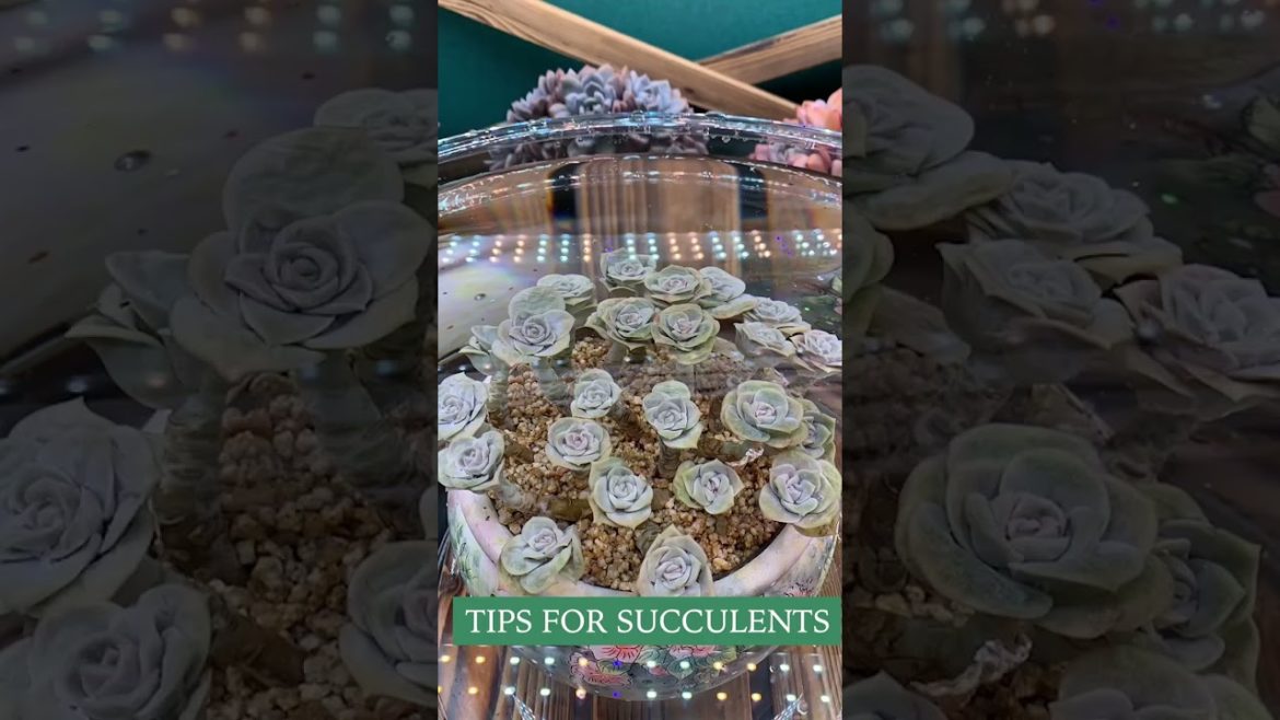 Tips for succulent plants  | 多肉植物 | 다육이들 | Suculentas