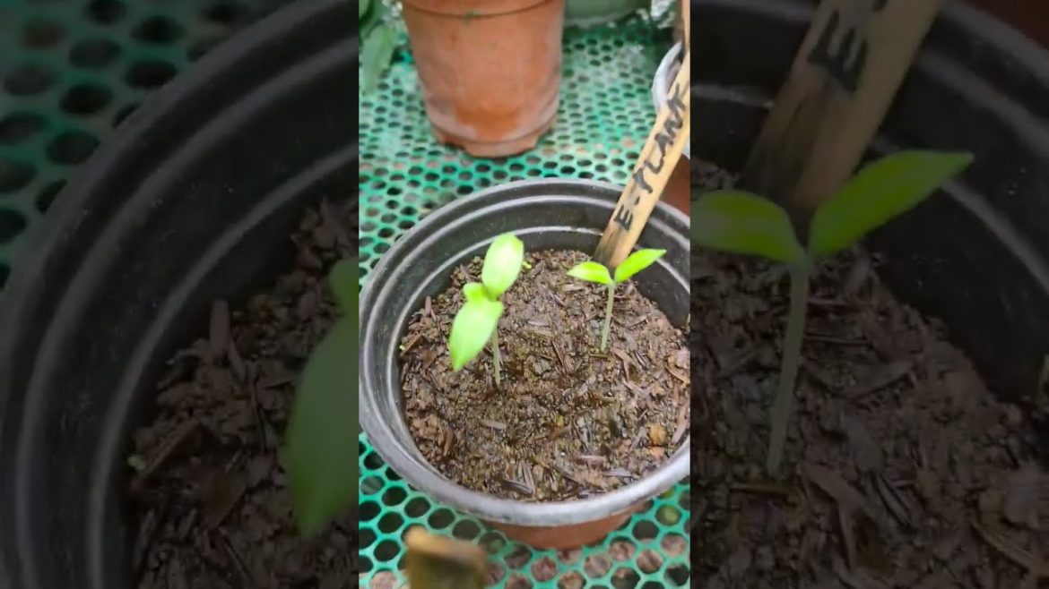Eggplant seedlings after 2 weeks. Happy New Year! 💚🌿🌱🙏 #plants #shorts #gardening