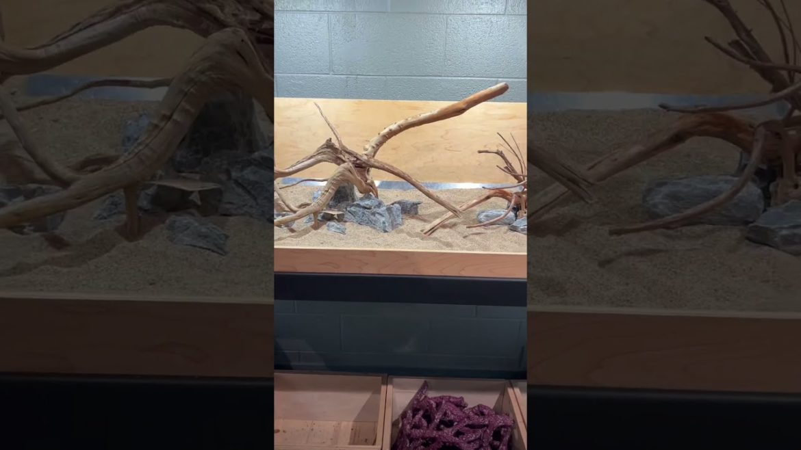 The Complete Setup of the 90 Gallon Aquarium 🐠 The Complete Setup of the 90 Gallon Aquarium 🐠