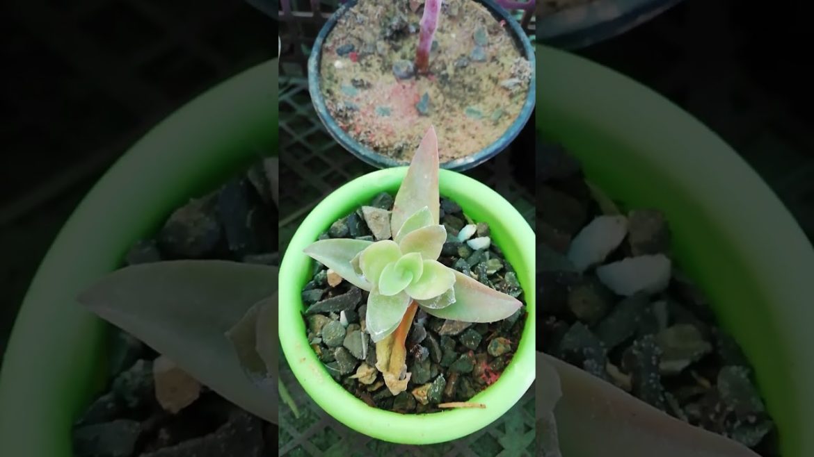 My Small Beautiful Home Garden Raining In My Backyard EP - 564 #shorts #garden