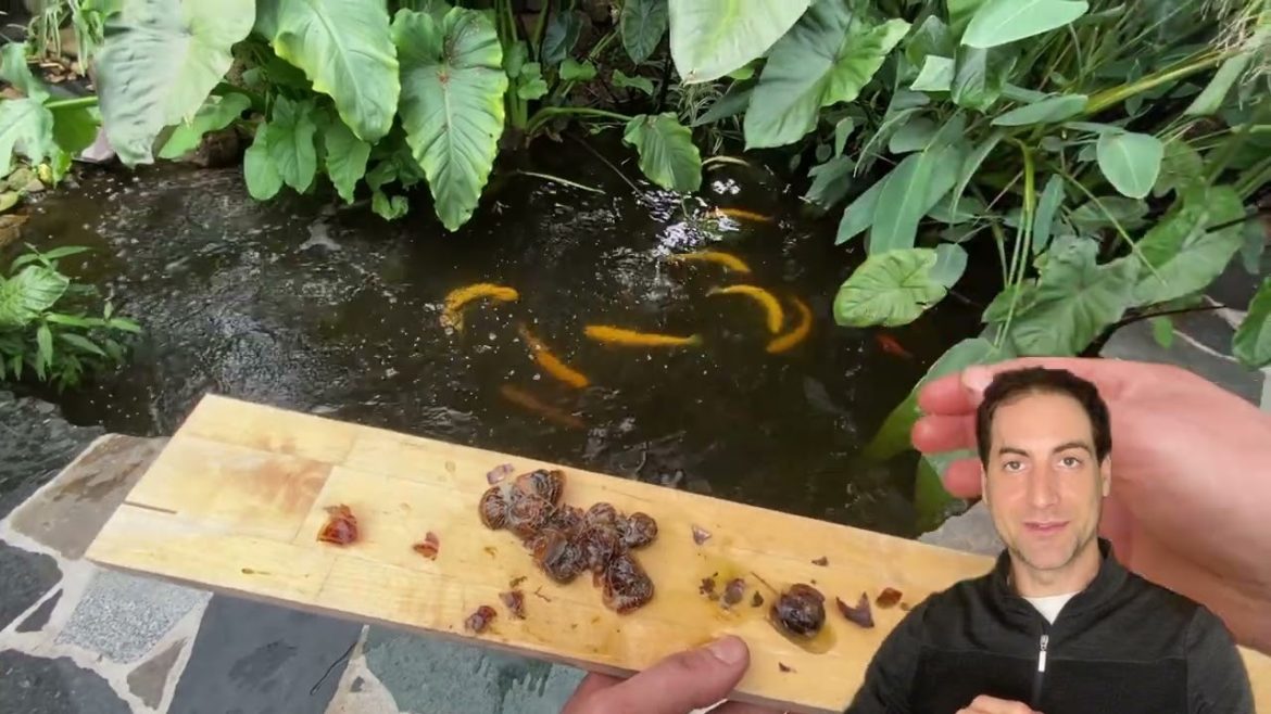 Feeding trout with snails in aquaponics Feeding trout with snails in aquaponics