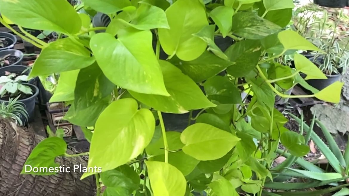 How to grow Neon Pothos Plant by single leafe