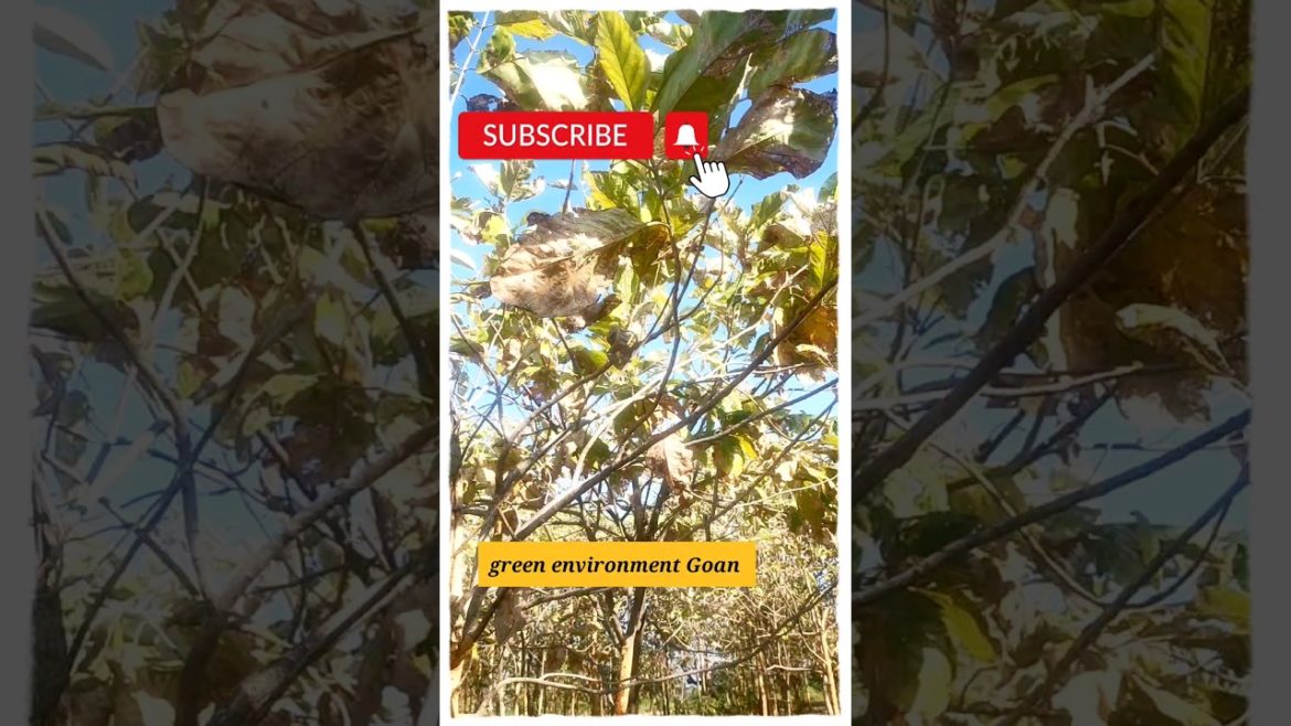 #shorts#gardening tips & techniques at home#scenic scenes 4k Video#garden idea care & nature video #shorts#gardening tips & techniques at home#scenic scenes 4k Video#garden idea care & nature video