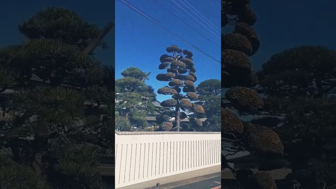 Japanese garden Japanese garden