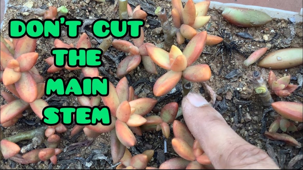 || DON’T CUT THE MAIN STEM || SUCCULENT STEM CUTTINGS ||